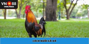 Khám phá cách nuôi gà đá để tạo nên chiến binh bất bại