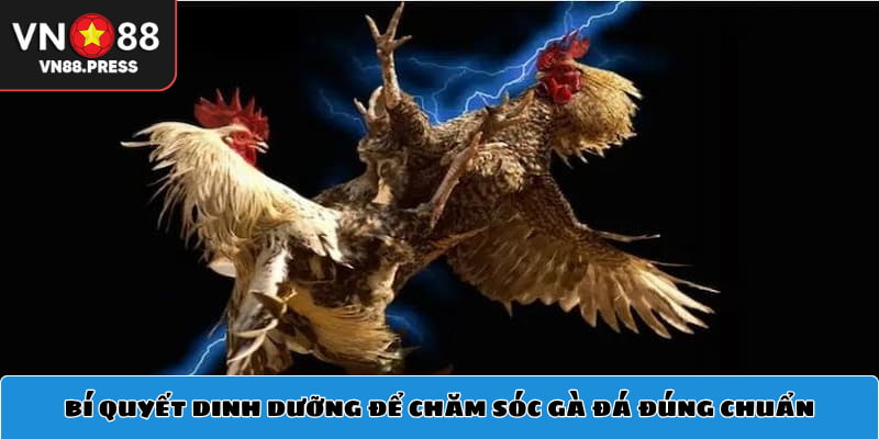Bí quyết dinh dưỡng để chăm sóc gà đá đúng chuẩn