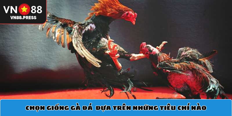 Chọn giống gà đá chất lượng dựa trên những tiêu chí nào