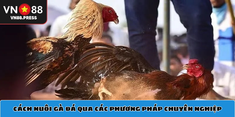 Cách nuôi gà đá qua các phương pháp chuyên nghiệp