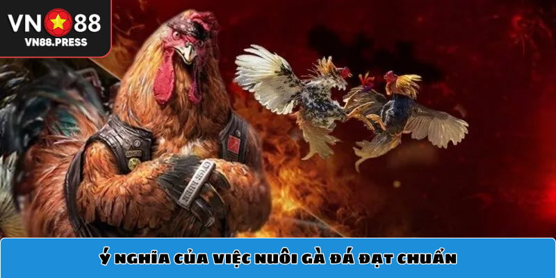 Ý nghĩa của việc nuôi gà đá đạt chuẩn