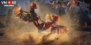 Đá Gà Campuchia 67 - Cơ Hội Gặp Gỡ Chiến Kê Hàng Đầu