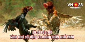 Đá gà cựa sắt - Sảnh chơi sôi động và cuồng nhiệt nhất VN88