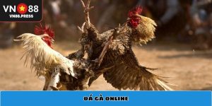 Vì sao đá gà online trở thành xu hướng giải trí hàng đầu?