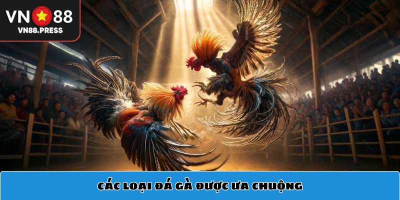 Các loại hình đá gà được ưa chuộng