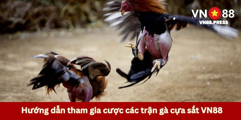 Hướng dẫn thành viên các bước chơi đá gà VN88 