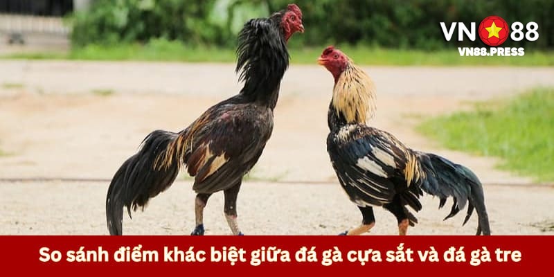 So sánh điểm giống và khác giữa các trận đá gà 