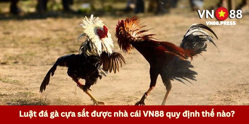Tìm hiểu chung về luật chơi đá cựa sắt thomo